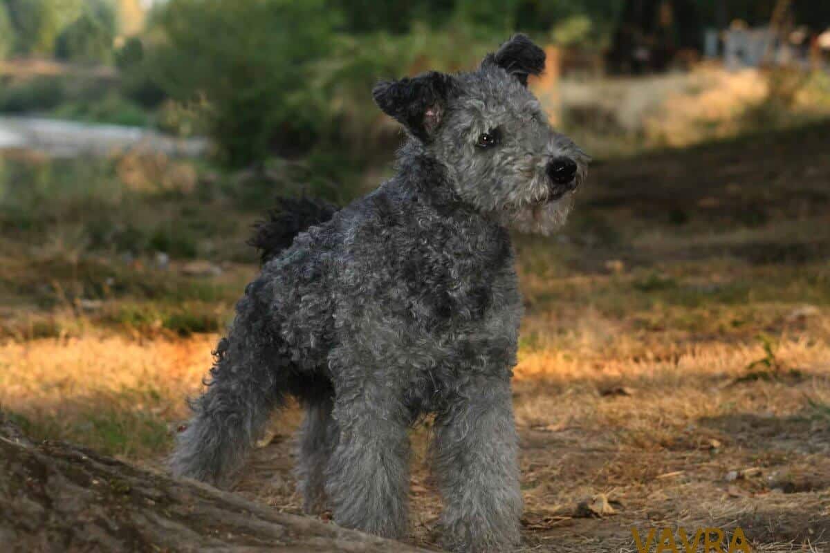 A photo of a Pumi dog standing tall.