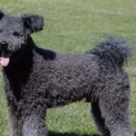 A photo of a Pumi dog standing in grass.