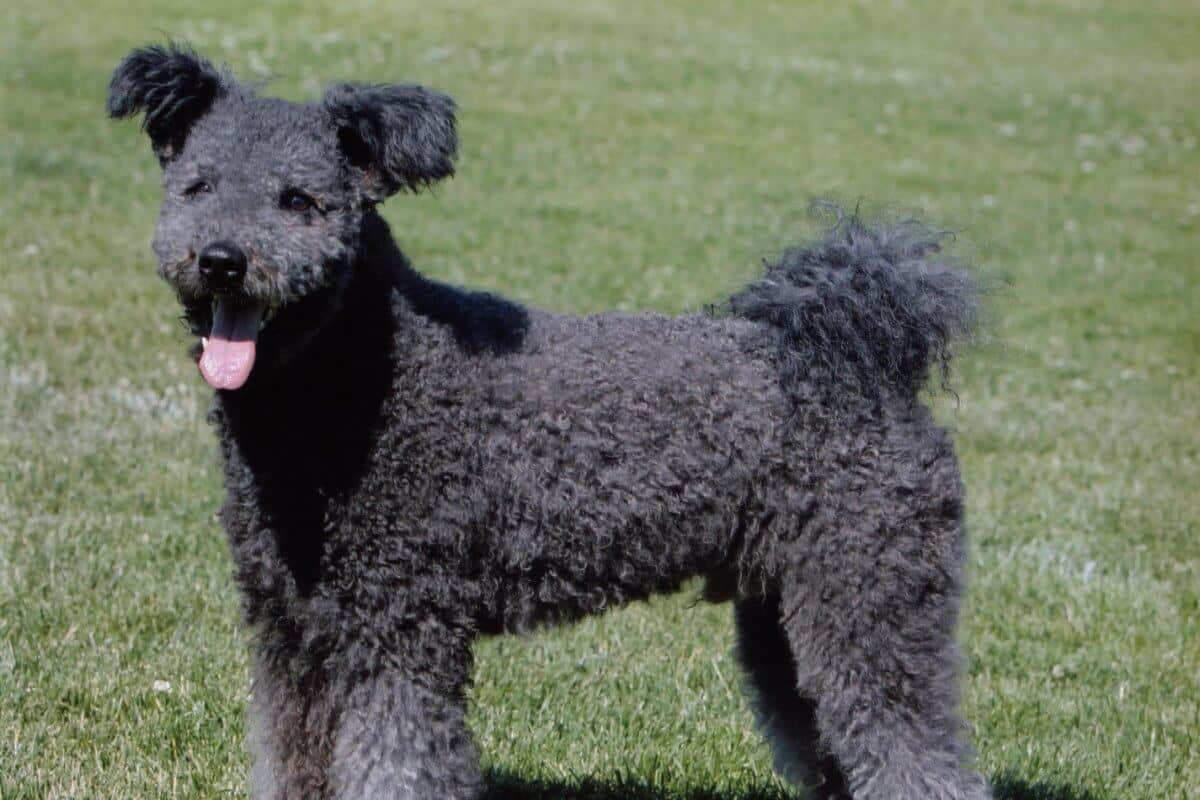 A photo of a Pumi dog standing in grass.