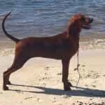 A photo of a Redbone Coonhound standing on a beach.