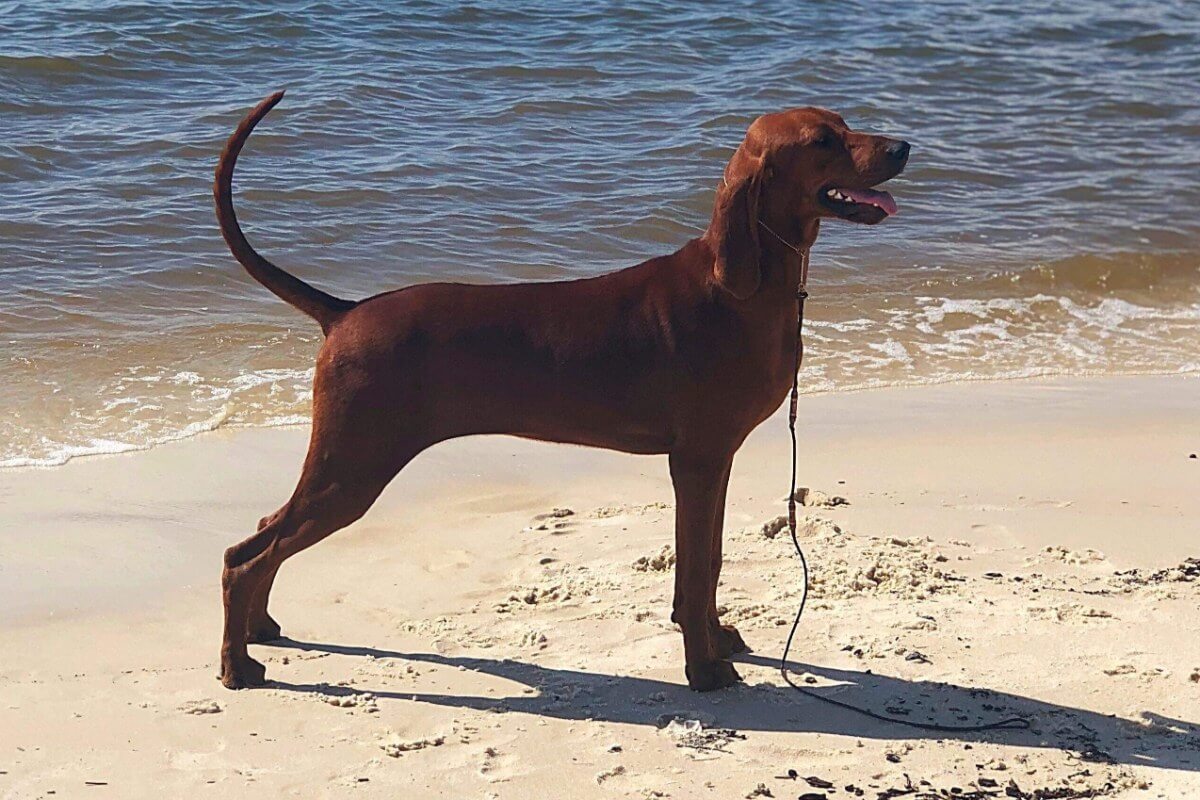 A photo of a Redbone Coonhound standing on a beach.