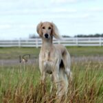 A photo of a Saluki standing in tall grass.