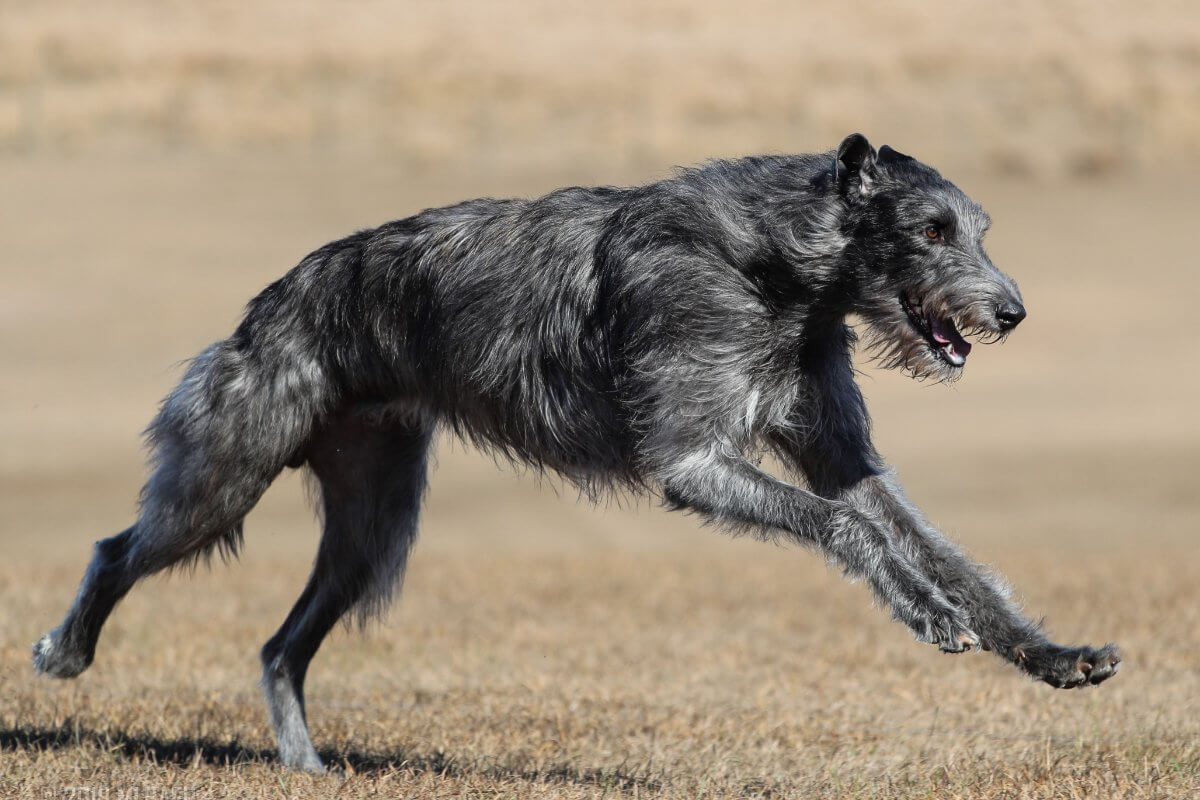 A photo of a Scottish Deerhound running.