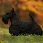 Side photo of a black Scottish Terrier standing outside.