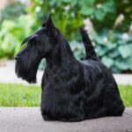 Black Scottish Terrier standing outside.