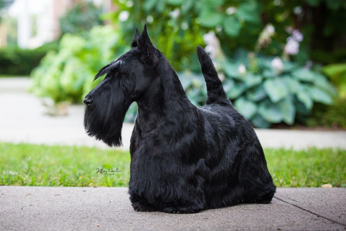 Black Scottish Terrier standing outside.