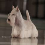 Side photo of a Scottish Terrier "Flash"