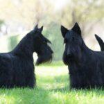 Two Scottish Terriers standing outside on the grass.