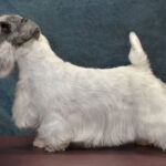 Side photo of a Sealyham Terrier.