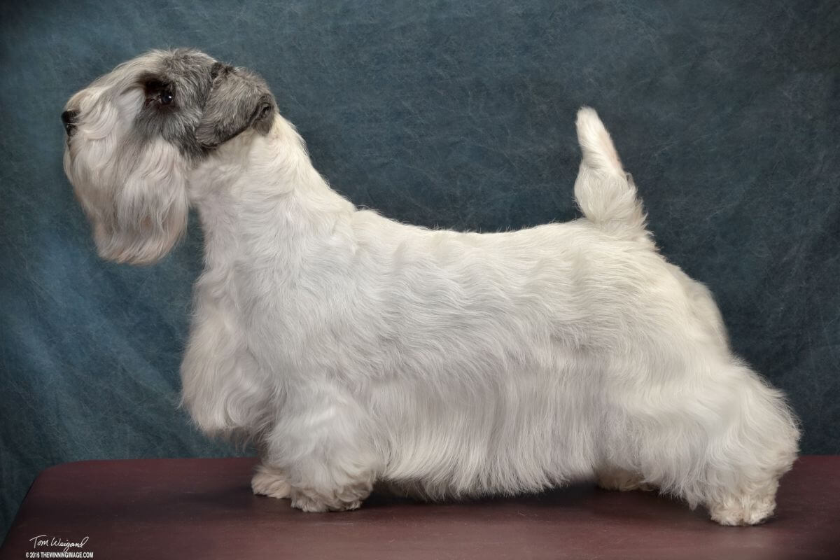 Side photo of a Sealyham Terrier.