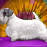 Side photo of a Sealyham Terrier dog.
