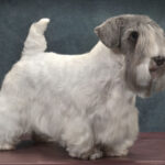 Side photo of a purebred Sealyham Terrier.