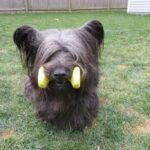 Skye Terrier Brian holding a toy in his mouth, outside in the yard.