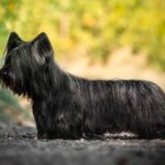 Skye Terrier standing outdoors in profile