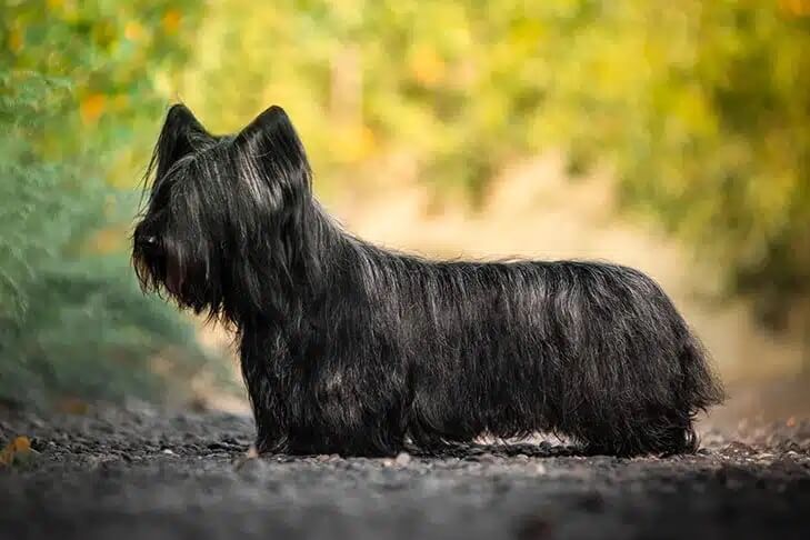 Skye Terrier standing outdoors in profile