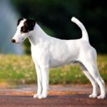 Side photo of a Smooth Fox Terrier dog standing outside in the yard.