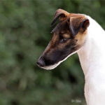 Close-up profile photo of a Smooth Fox Terrier dog.