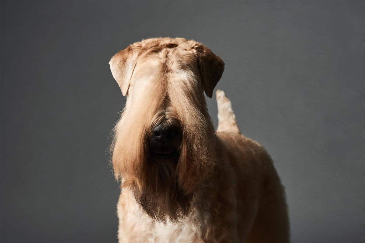 Close-up studio photo of a Soft Coated Wheaten Terrier dog on dark background.