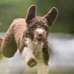 A photo of a Spanish Water Dog running.