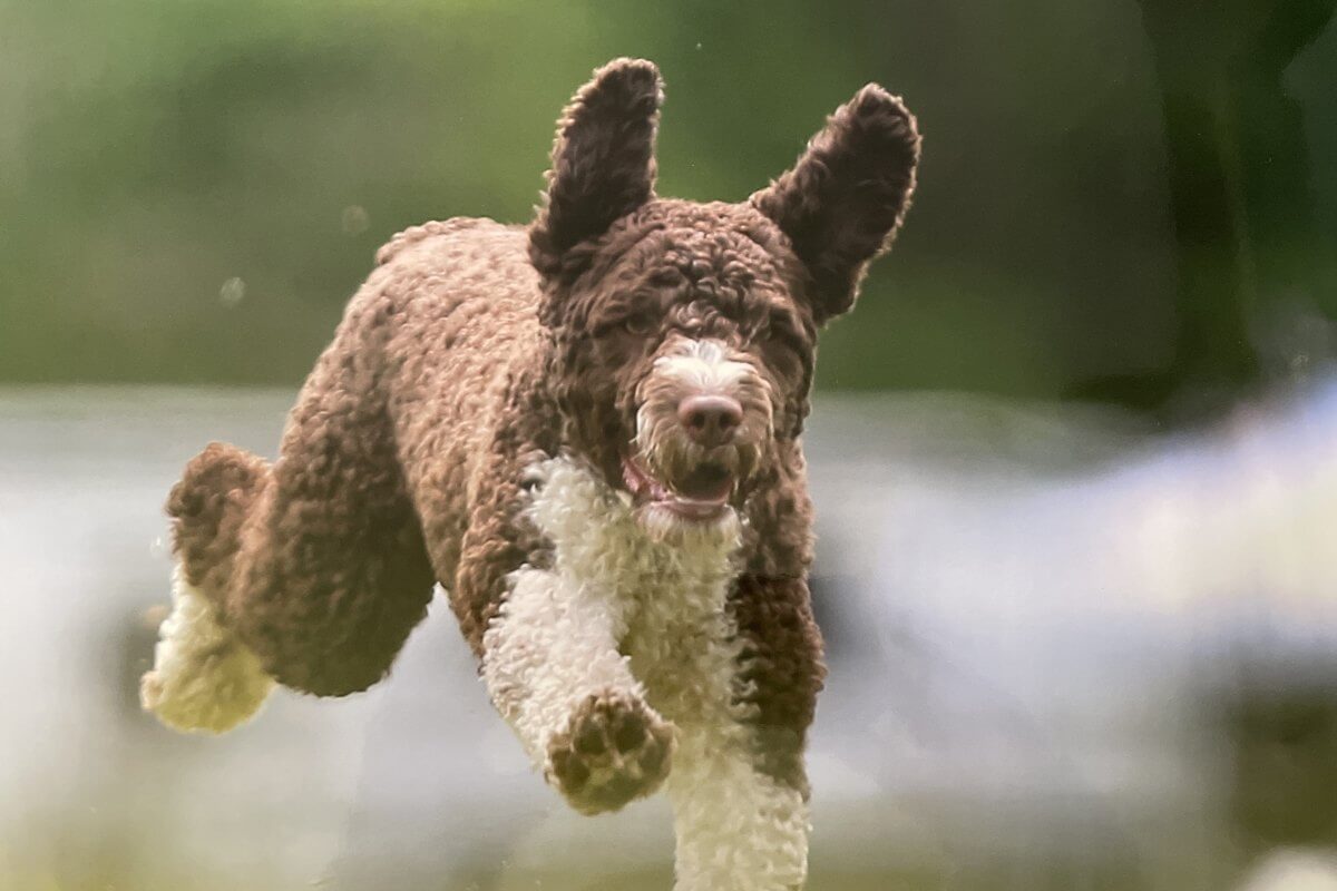 A photo of a Spanish Water Dog running.