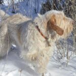 A photo of a Spinone Italiano walking in the snow.