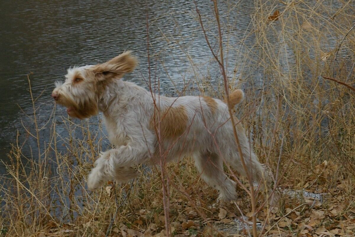 A photo of a Spinone Italiano running through grass.