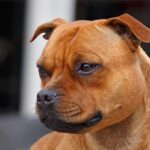 Close-up head photo of a Staffordshire Bull Terrier named "Beth"