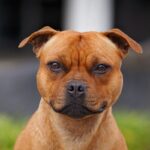 Close-up profile photo of a Staffordshire Bull Terrier named "Beth"