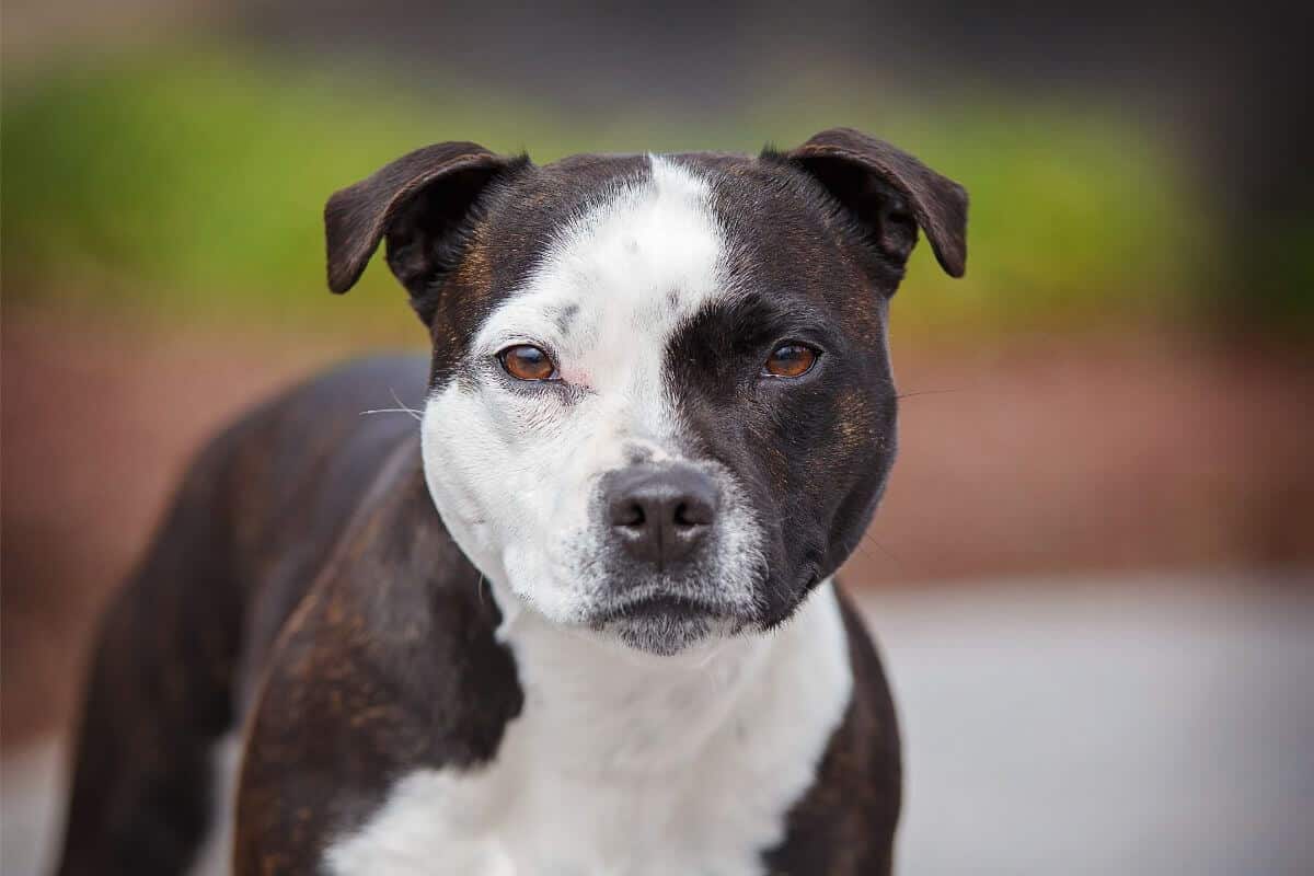 Close-up head photo of a Staffordshire Bull Terrier named "Twist"