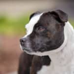 Close-up profile photo of a Staffordshire Bull Terrier named "Twist"