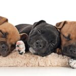 Staffordshire Bull Terrier puppies sleeping.