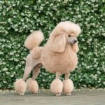 Well-groomed Standard Poodle standing in front of a tall hedgerow.