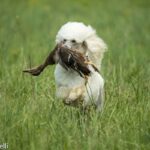 Front photo of a Standard Poodle running through low grass with a bird in its mouth.