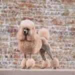 Well-groomed Standard Poodle standing in front of a brick wall.