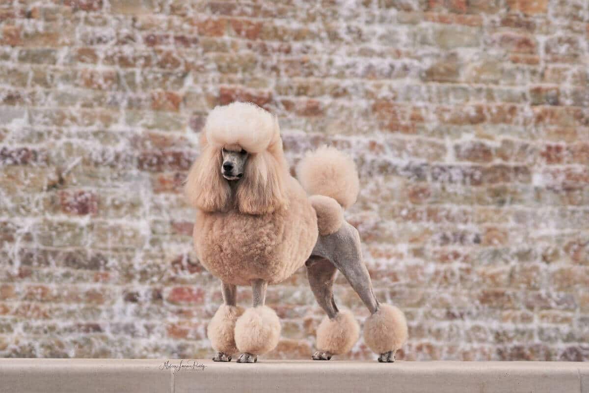 Well-groomed Standard Poodle standing in front of a brick wall.