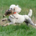 Side photo of a Standard Poodle running through low grass with a bird in its mouth.