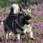 A photo of a Swedish Vallhund running with a ball in his mouth.