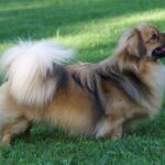 Side photo of a Tibetan-Spaniel standing outdoors in the yard.