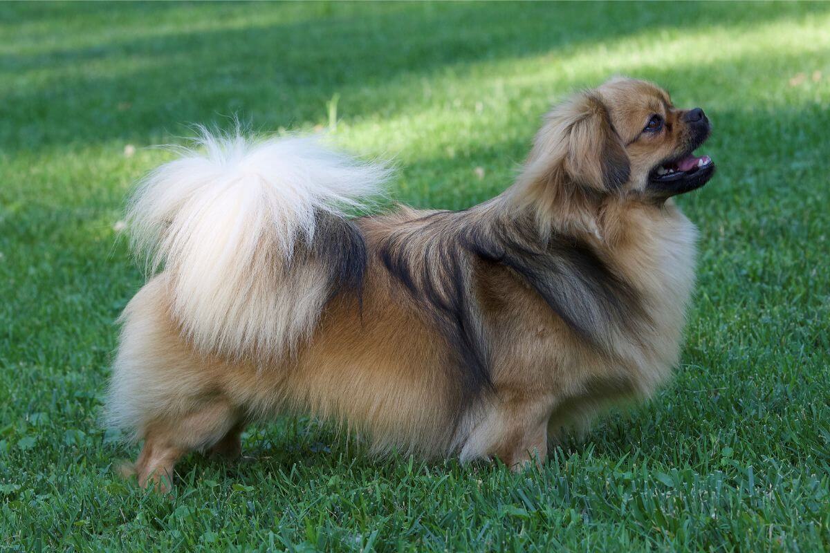 Side photo of a Tibetan-Spaniel standing outdoors in the yard.