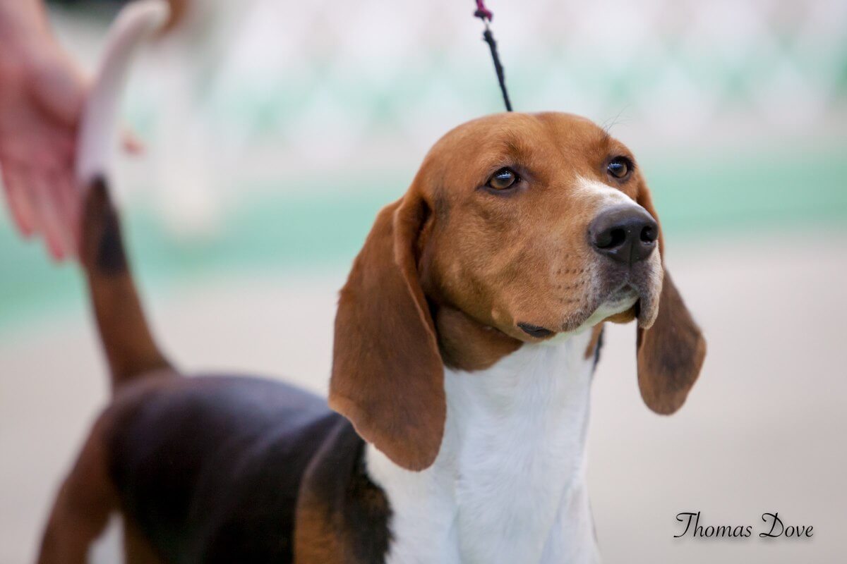 A close-up photo of Treeing Walker Coonhound's head.