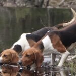 A photo showing two Treeing Walker Coonhounds drinking lake water.
