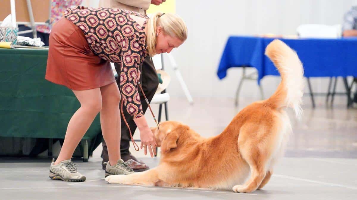 A woman handler with a Golden Retrieverdog at a Trick Dog competition.