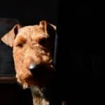 Close-up head photo of a Welsh Terrier.