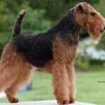 Side photo of a purebred Welsh Terrier.