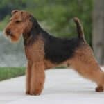 Side photo of a Welsh Terrier dog.