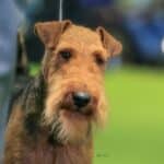 Head photo of a Welsh Terrier dog.