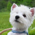 Close-up head photo of a West Highland White Terrier .