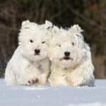 Two West Highland White Terriers running in snow.