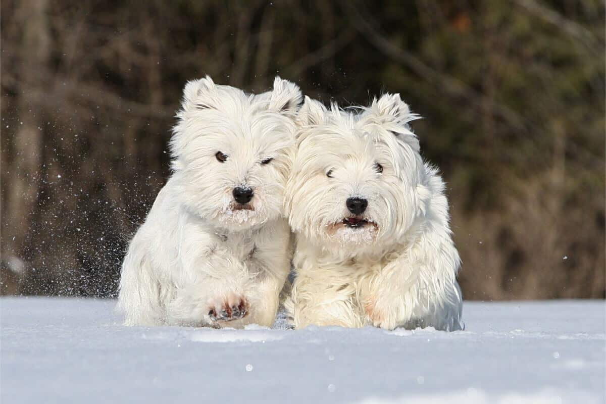 Two West Highland White Terriers running in snow.