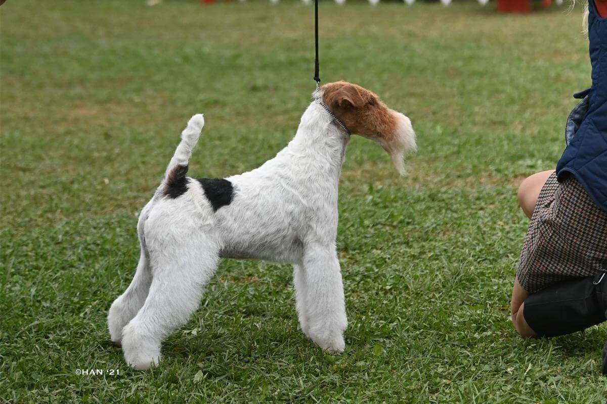 Wire Fox Terrier "Beckwith" standing outside on the grass.
